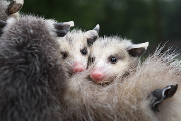 Wet Virginia Opossum Joeys (Didelphis virginiana) Look Out Over Mothers Back Summer