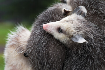 Virginia Opossum Joey (Didelphis virginiana) Rests Head on Wet Back of Sibling Summer