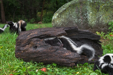 Striped Skunk (Mephitis mephitis) Kits in Log Mother in Background Summer