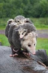Virginia Opossum (Didelphis virginiana) Walks Along Top of Log in Rain Summer