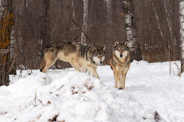 Grey Wolves (Canis lupus) Look Up While Walking Winter