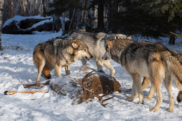 Grey Wolf (Canis lupus) Growls at Packmate at Body of White-tail Deer Winter