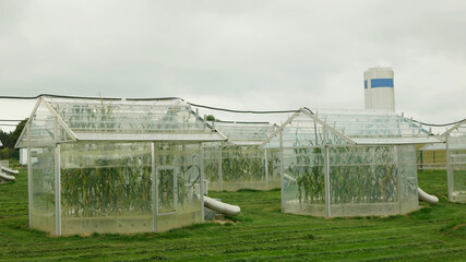 Station greenhouse science research open top chambers climate change, corn maize Zea mays ear, scientific on genetics genes, modern greenhouses observation, scientist harvests, technology technical