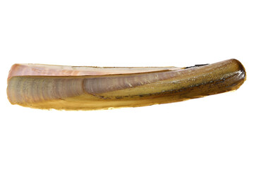 Atlantic jackknife clam (Ensis directus) from the Dutch North Sea coast isolated on white background