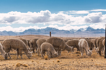 alpacas eating and grazing in the Andes mountain range surrounded by snow-capped mountains and...