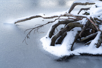 Tree roots in a frozen lake. 