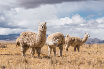 alpacas eating and grazing in the Andes mountain range surrounded by snow-capped mountains and clouds with a blue sky illuminated with natural light in the heights of Peru in Latin America