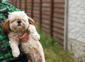 Cute puppy in the arms of the boy