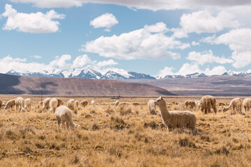 alpacas eating and grazing in the Andes mountain range surrounded by snow-capped mountains and clouds with a blue sky illuminated with natural light in the heights of Peru in Latin America