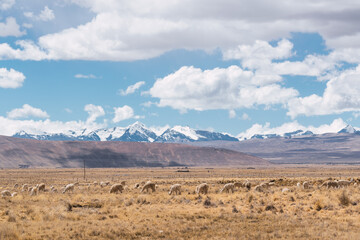 Plakat alpacas eating and grazing in the Andes mountain range surrounded by snow-capped mountains and clouds with a blue sky illuminated with natural light in the heights of Peru in Latin America