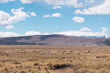 Naklejka na ściany i meble alpacas eating and grazing in the Andes mountain range surrounded by snow-capped mountains and clouds with a blue sky illuminated with natural light in the heights of Peru in Latin America
