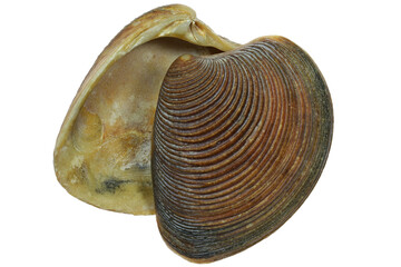 striped venus shell (Chamelaea striatula) from the Dutch North Sea coast isolated on white...