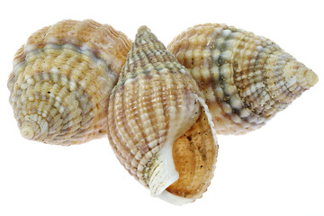 netted dog-whelk (Nassarius reticulatus) from the Dutch North Sea coast isolated on white background