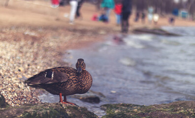 A duck sits on the shore and looks into the lens of a photo camera
