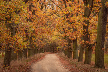 Forest road in autumn 
