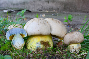 Two Caloboletus radicans and cross section