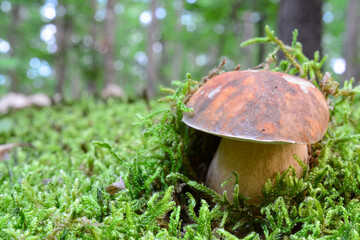 Dark cep in a green moss