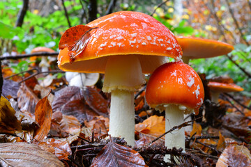 Pair of Fly agaric mushrooms