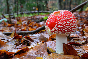 One single Amanita muscaria