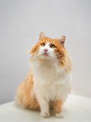 Full length portrait of ginger cat. Close up red furry cat looks up.
