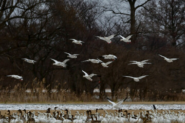 北からの真冬の渡り鳥　秋田へやって来る白い妖精　ハクガンの群れ