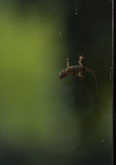Moorish Gecko or Tarentola mauritanica on the dirty window glass. Algarve, Portugal.