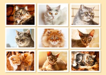 A collage of nine framed portraits of different purebred cats.
