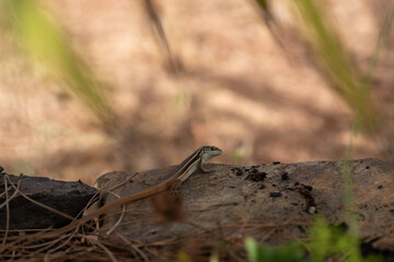 Psammodromus algirus or the Large Psammodromus lizard during hunting. Algarve, Portugal.