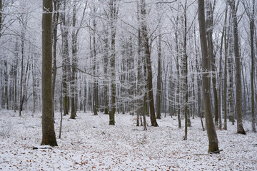 Winter in the forest. Hoarfrost in the beech forest. Silesia in Poland.
