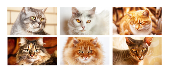 Collage of six portraits of different pedigree cats.