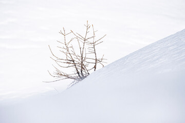 tree in snow