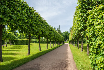 Fototapeta na wymiar Beautiful garden with green hedges with trees and walking paths