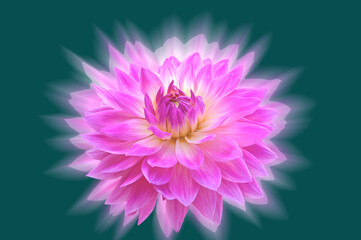 Stylized beautiful bright pink dahlia on a green isolated background close up