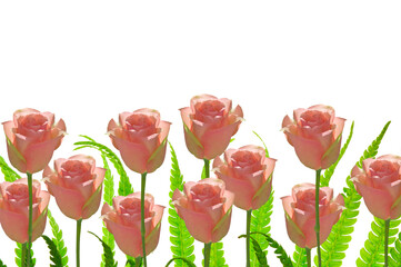 Beautiful pink roses and green fern leaves on a white isolated background close up