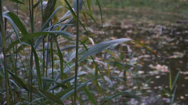 Grass stems in close up on a pond-side in autumn. Colorful dry leaves fallen on a water surface are visible in the blurry background of this shallow depth of view scene.