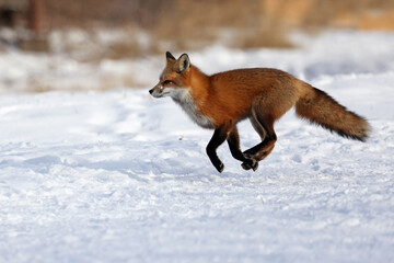 red fox running in winter	