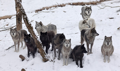 grey wolf pack in winter