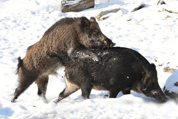 Boar matting in winter