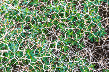 Close-up view of Sarcopoterium spinosum, flowering perennial bush of Sarcopoterium genus in Rose...