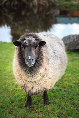 Fototapeta premium domestic sheep in new zealand farm