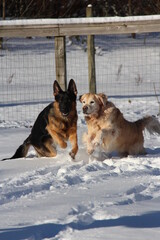 Dogs playing in the snow. Golden Retriever and German Shepherd in the snow. Dogs running. Two dogs playing.  