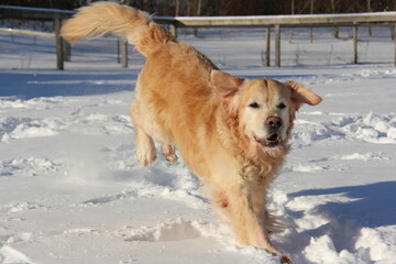Dog running in the snow. Dog having fun. Golden Retriever in snow. 