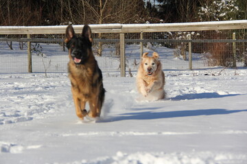 Fototapeta na wymiar Dogs playing in the snow. Golden Retriever and German Shepherd in the snow. Dogs running. Two dogs playing. 