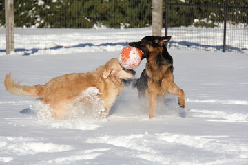 Dogs playing in the snow. Golden Retriever and German Shepherd in the snow. Dogs playing with ball. Funny dogs chasing eachother. 