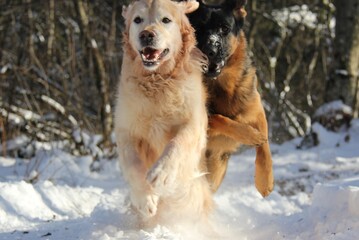 Dogs playing in the snow. Golden Retriever and German Shepherd in the snow. Dogs chasing each other.