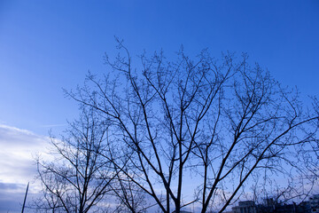 Fototapeta na wymiar blue sky and dry winter branches 