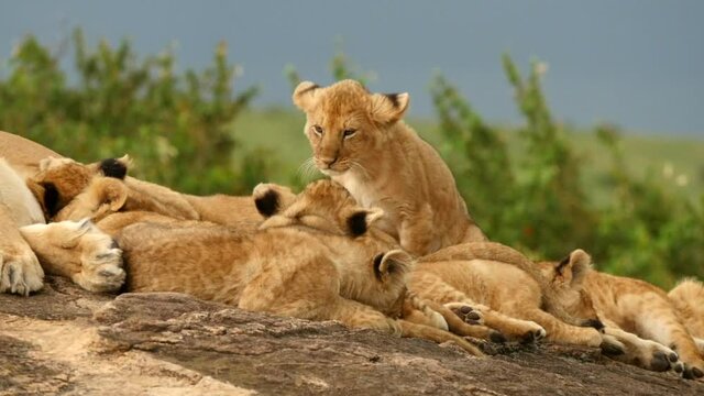 Young lion cubs nurse and rest on a kopje in Kenya