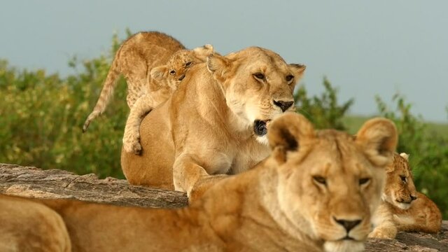 A lion cub plays with mom