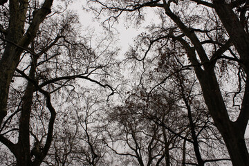 Fototapeta na wymiar dry branches of any tree