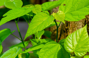 Tahongai, guest tree (Kleinhovia hospita), known as Timoho (Java, Indonesia) green leaves